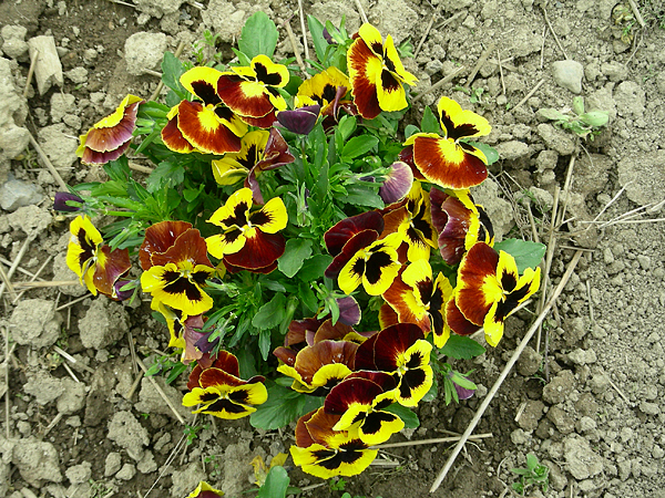 pansy in flower